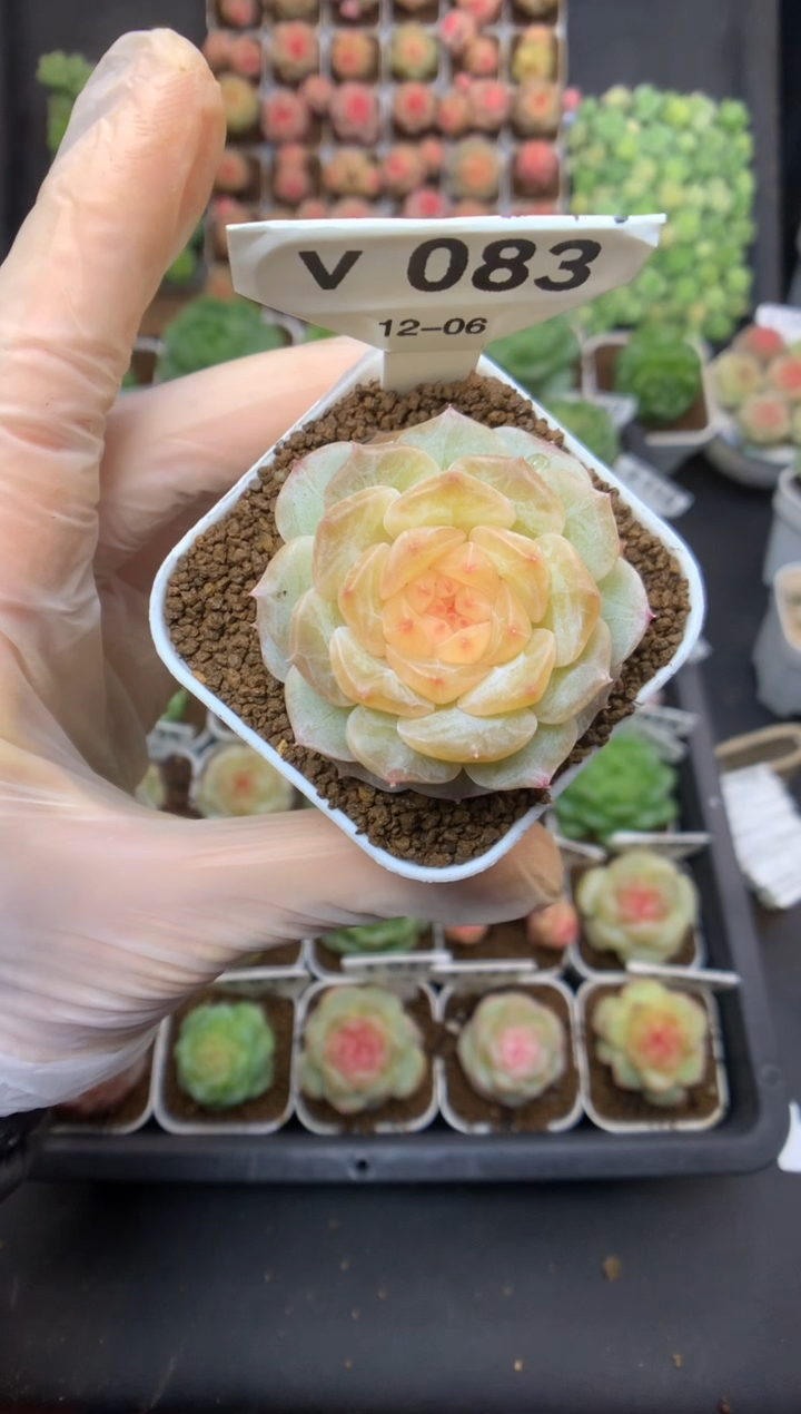 v083 太阳花 脱土发 22