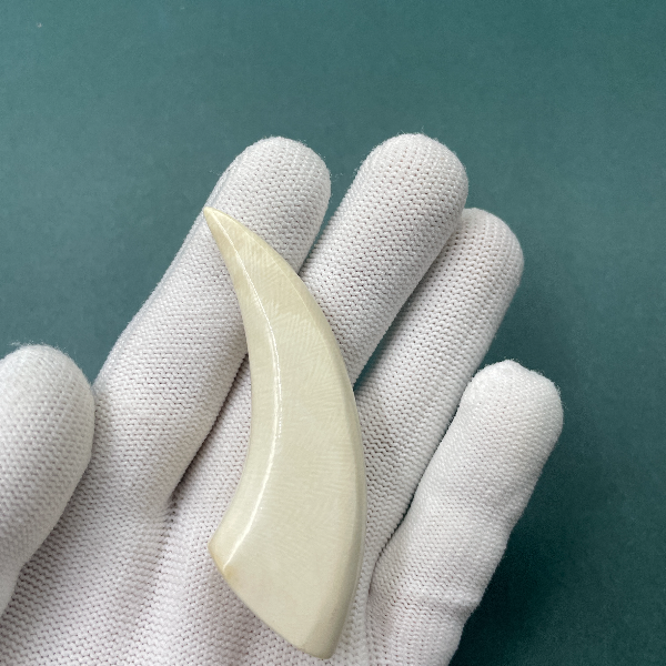 E6151天然猛犸牙牙尖支持鉴定 假一罚四