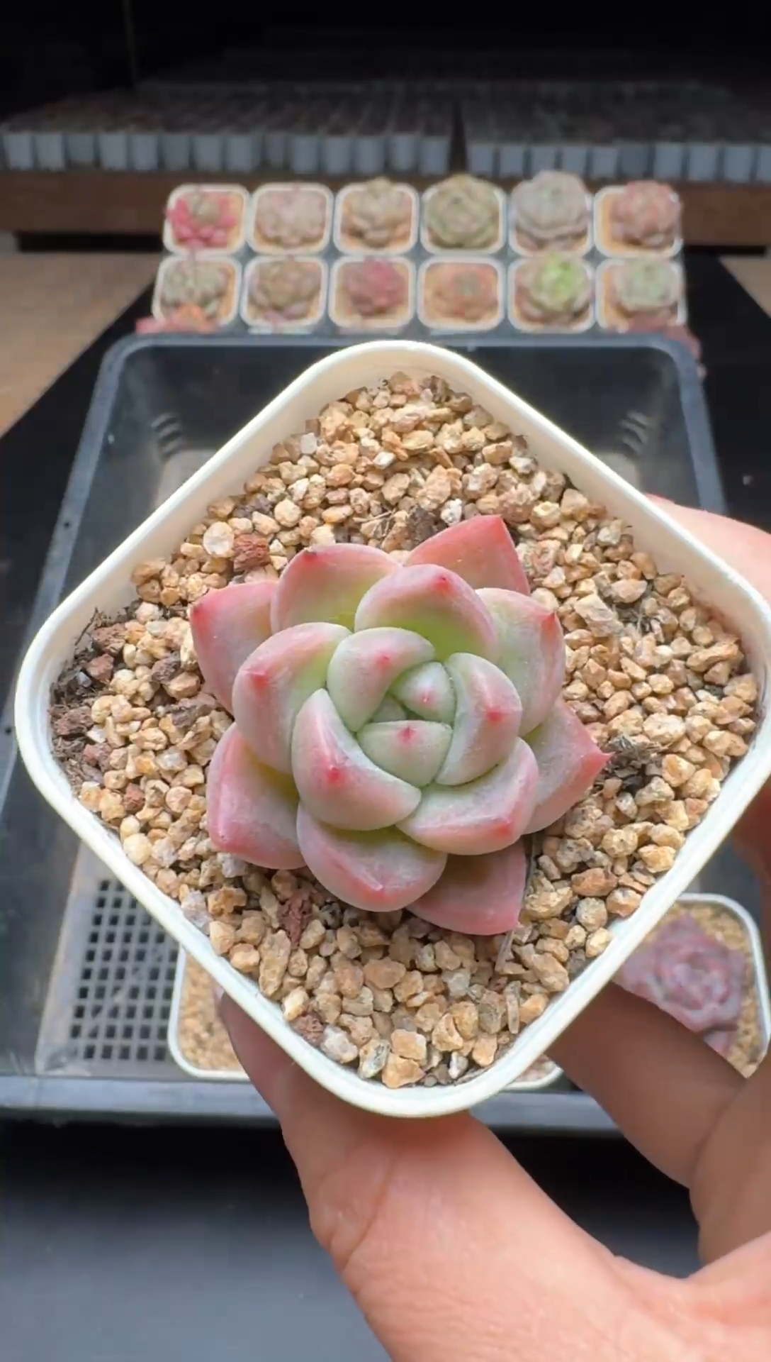 【闪购商品】787号一物一拍珍妮多肉花卉植物3颗起发