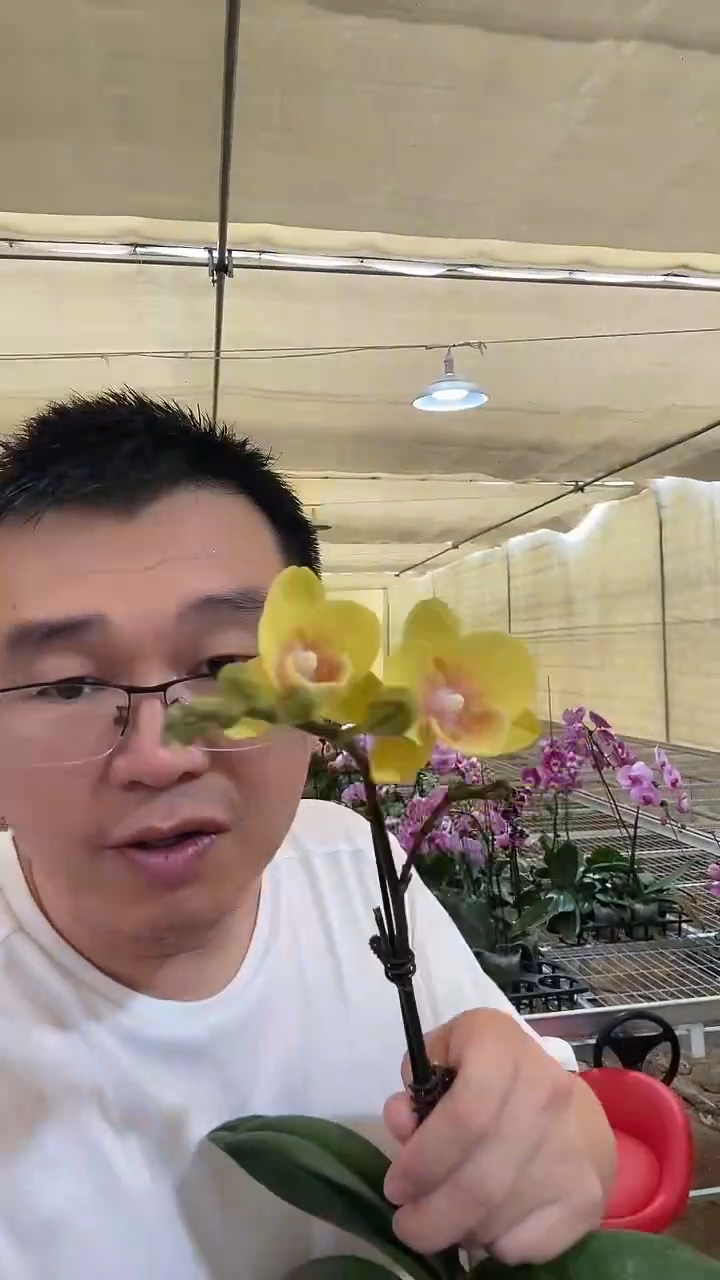 大部分开放少量花苞青桔010 永利黄金