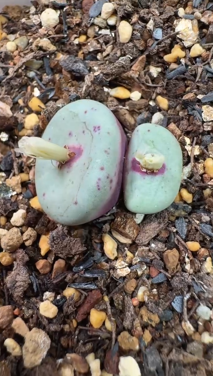 晨28-403多肉植物肉锥427