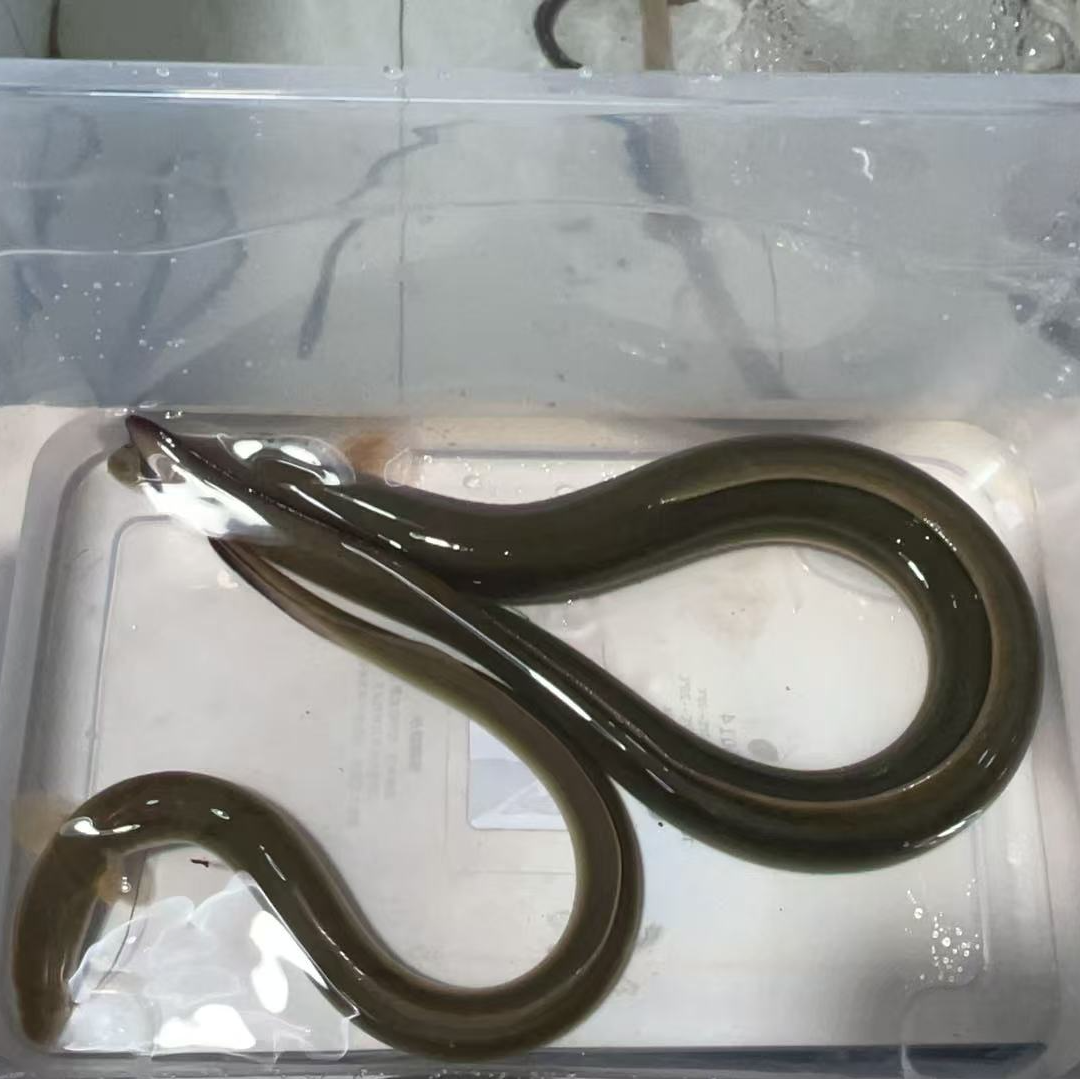 二条装共一斤左右生鲜淡水河鳗食用包活（送一条小鳗鱼）