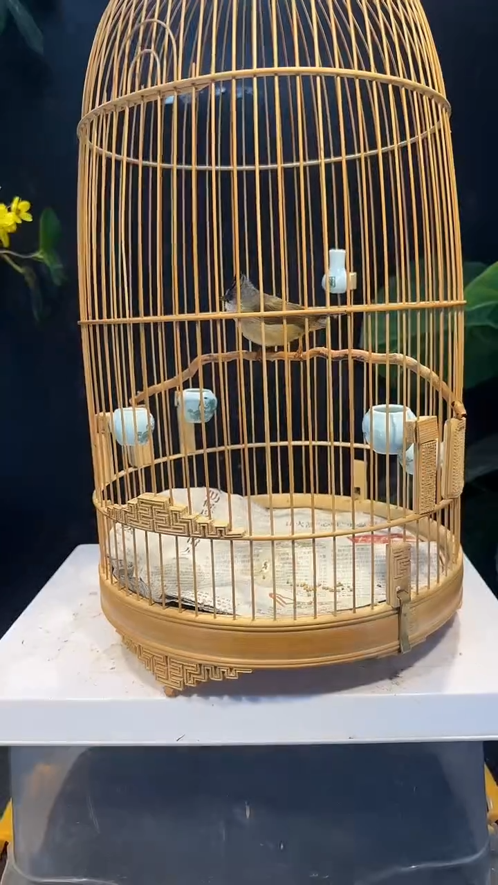 虎皮鹦鹉14号  黑额凤梅养笼0元起拍