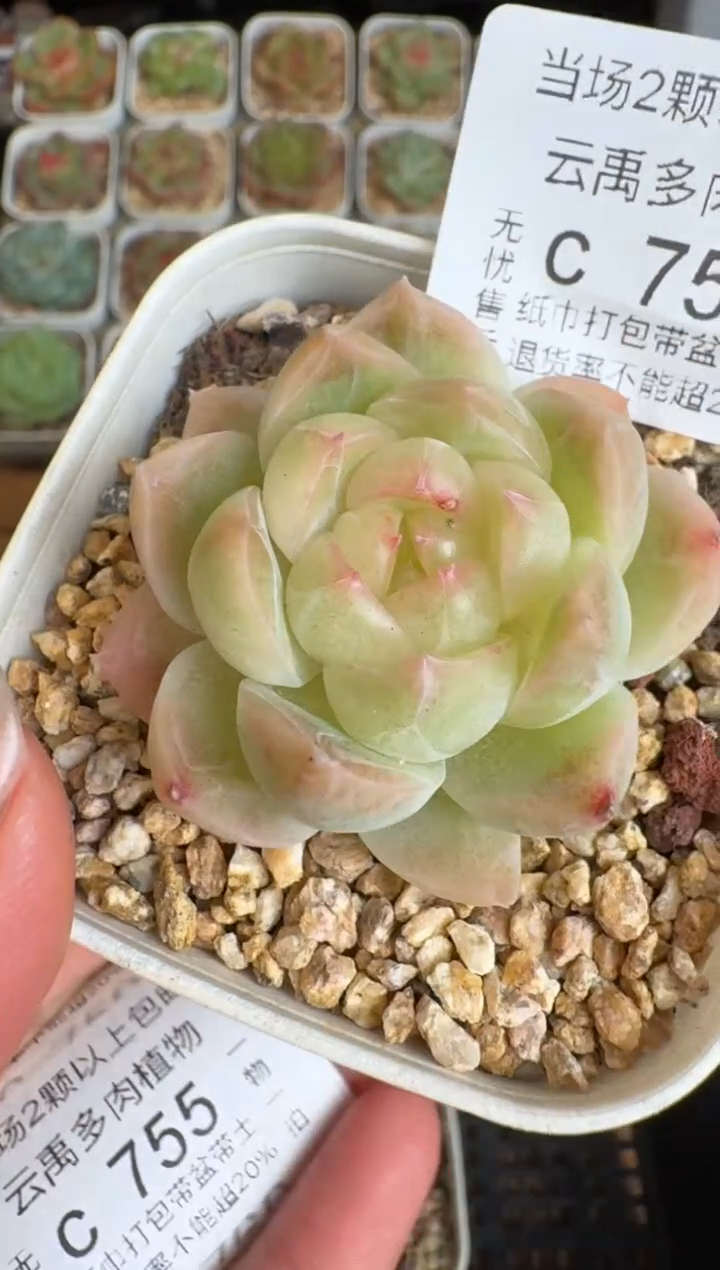 753c盆土发(6.5cm杯）一物一拍 珍妮多肉