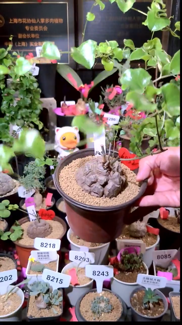 6032号1230微屁精品植物南非龟甲龙单颗
