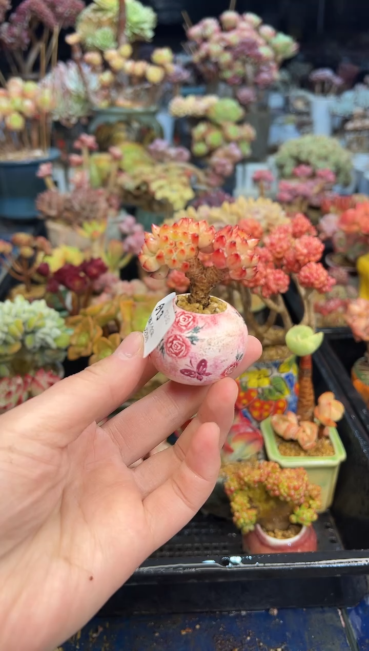 【闪购商品】613带盆