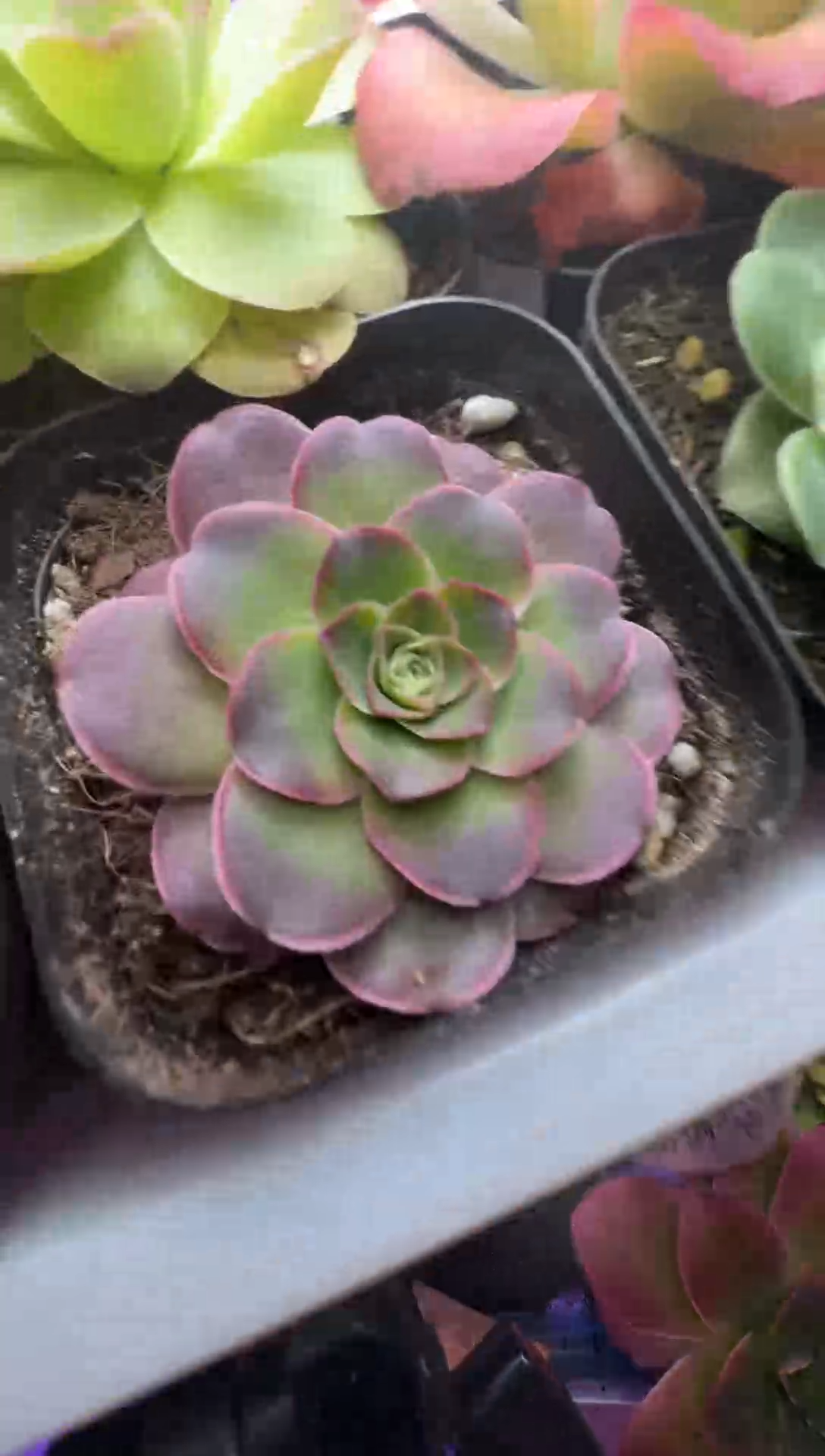 玲珑专拍-16-96-808