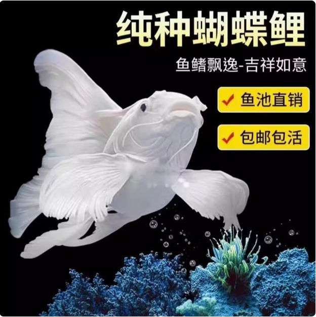 蝴蝶鲤纯血贵妃蝴蝶鲤淡水广温鱼（普身）