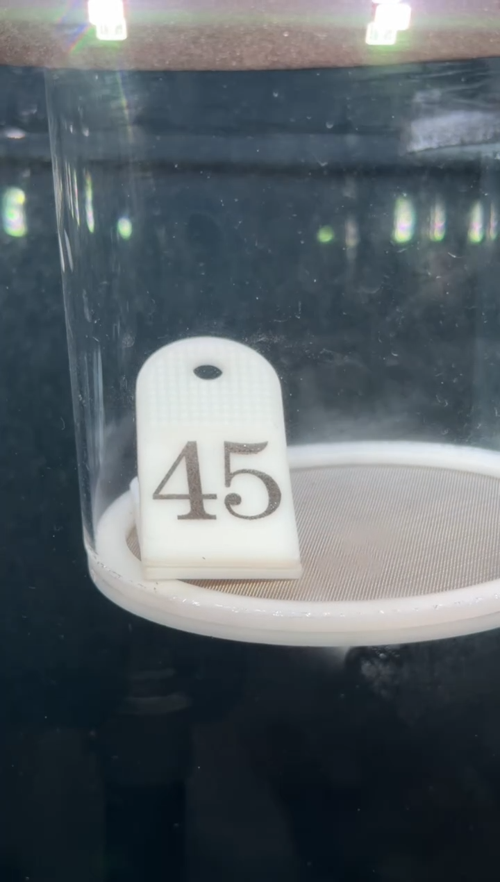 灯科鱼L**E【45】白金隆背柠檬蓝帝