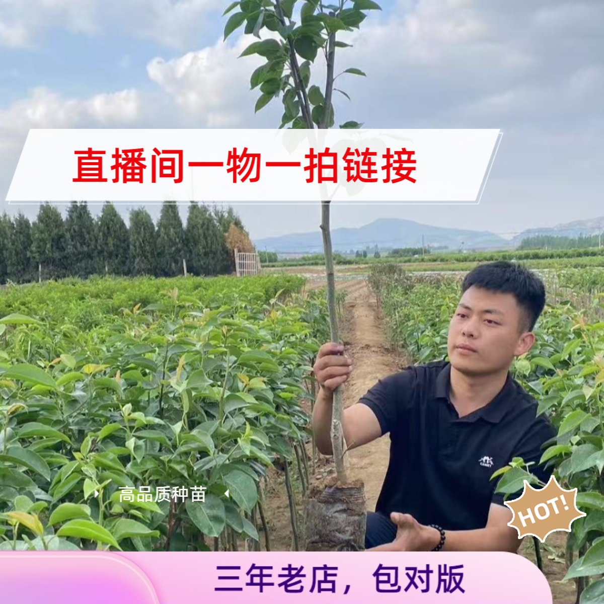 直播间一物一拍果树苗链接