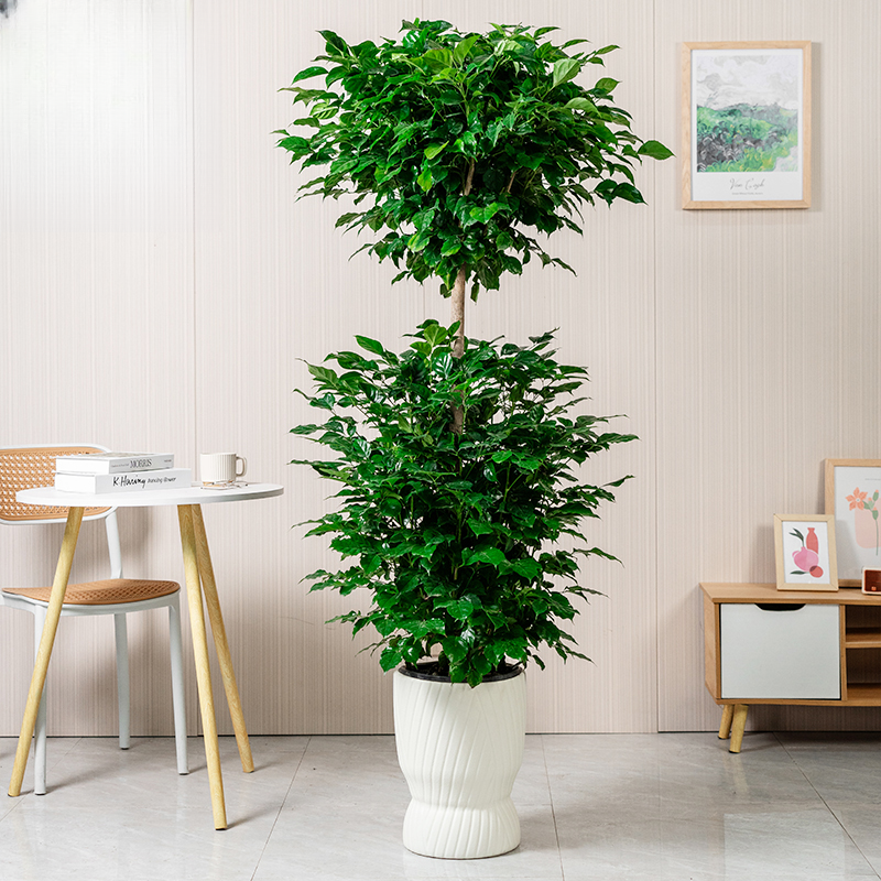 【送货上门】1.5-1.7米双层幸福树客厅盆栽绿植室内花卉