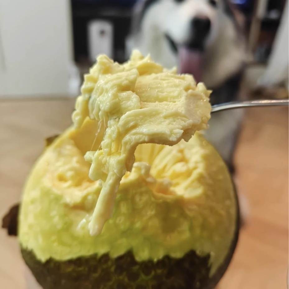 【顺丰特快】现货直发新鲜现摘面包果网红热带水果蒸煮炸炒炖烤皆可