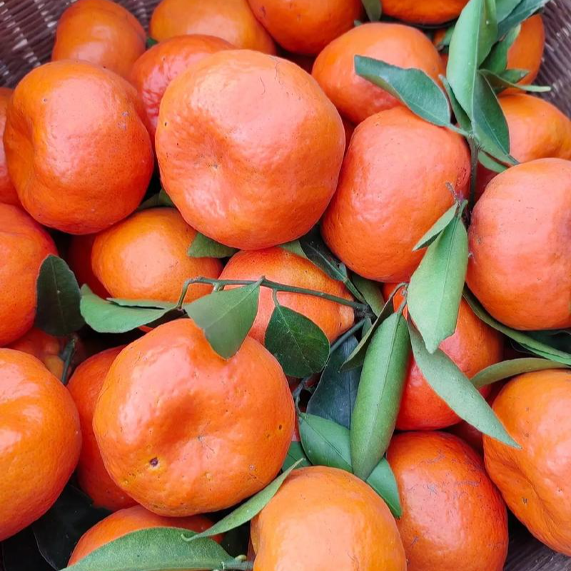 四川乡户红桔四川陈皮红桔博皮柑川红橘