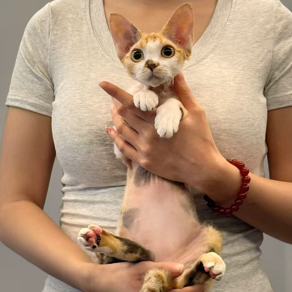德文卷毛猫活体欧血幼猫三花妹妹