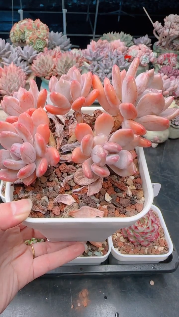 【闪购商品】7184灰姑娘