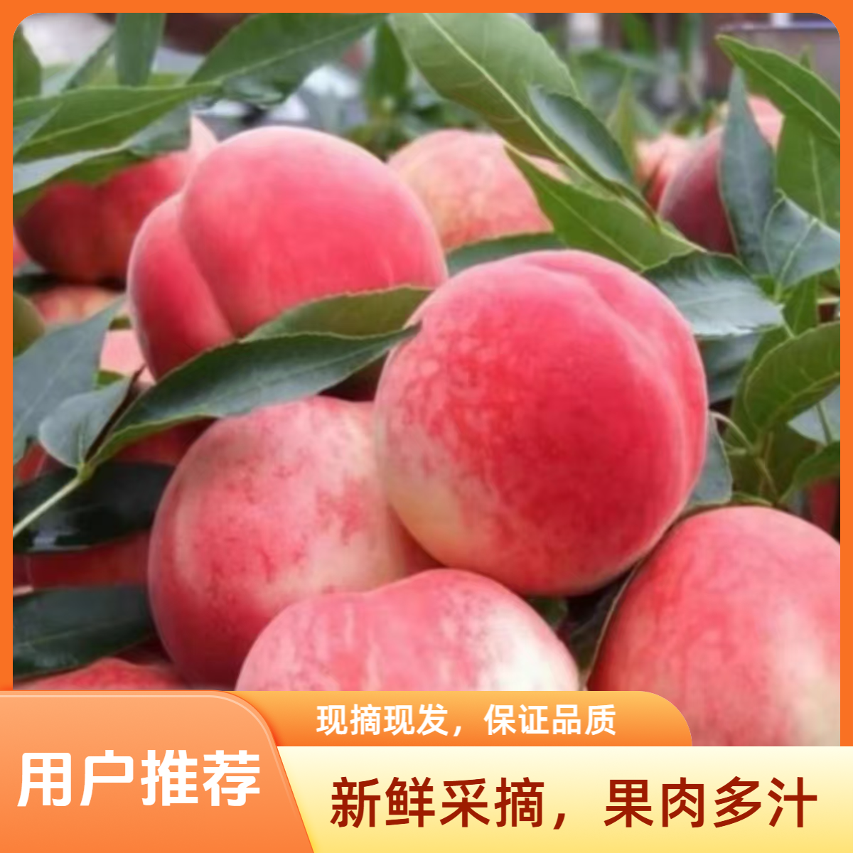 【头茬平谷鲜桃】突围水蜜桃现摘现发毛桃拍三斤送两斤 脆甜多汁爱吃软桃静置几天精选包甜包好吃次日达北京市