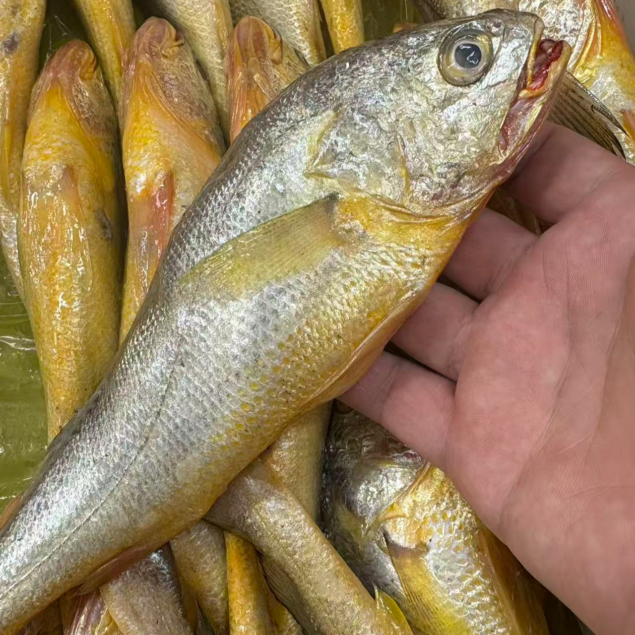 野生大黄鱼（3-5两/条）