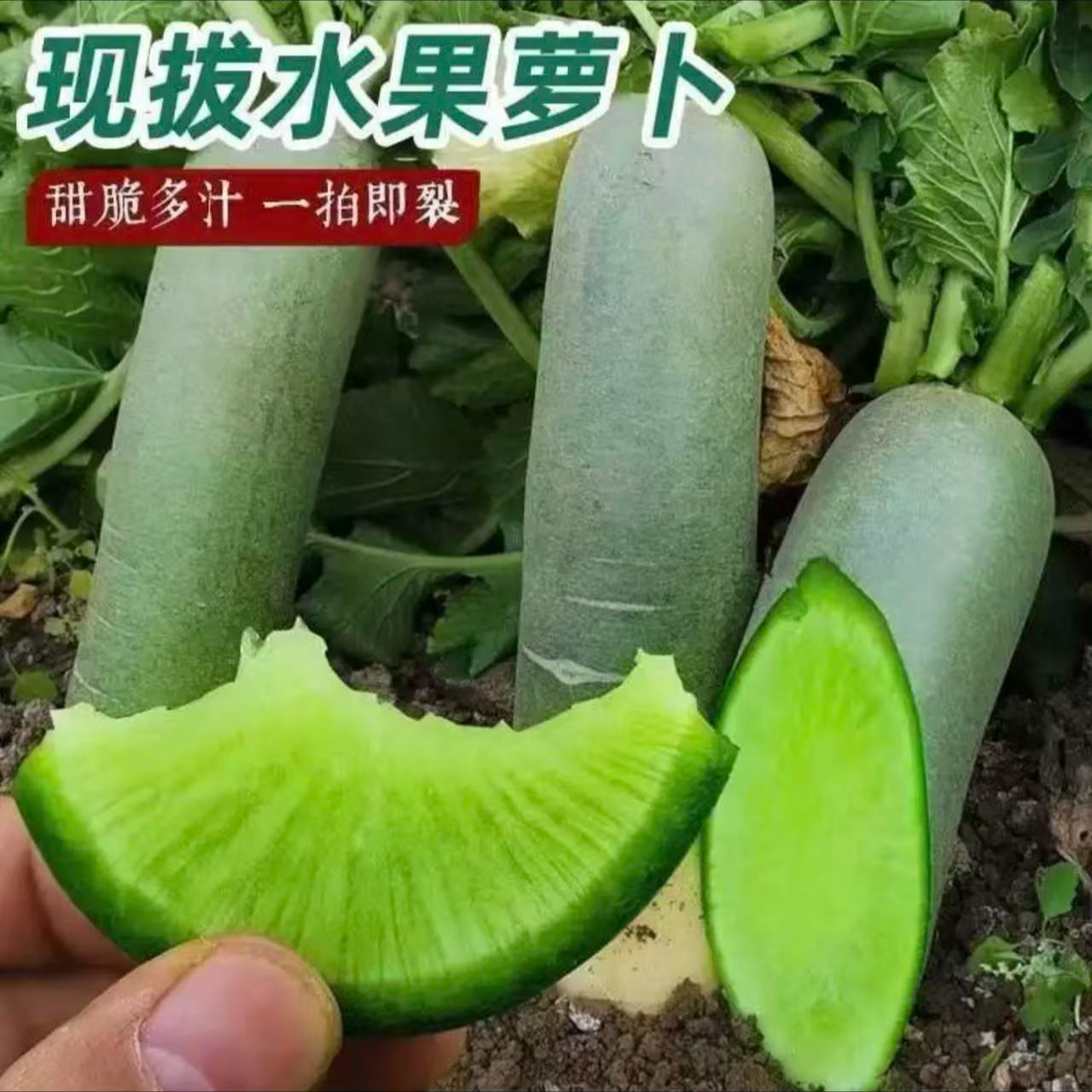 正宗山东旱地水果萝卜绿色新鲜脆甜水果萝卜5斤现摘现发
