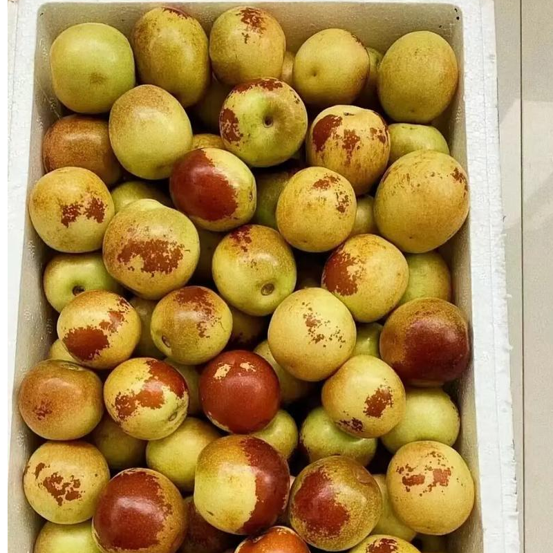 新鲜 冬枣  1500 g