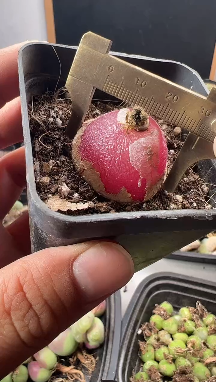  一物一拍         199