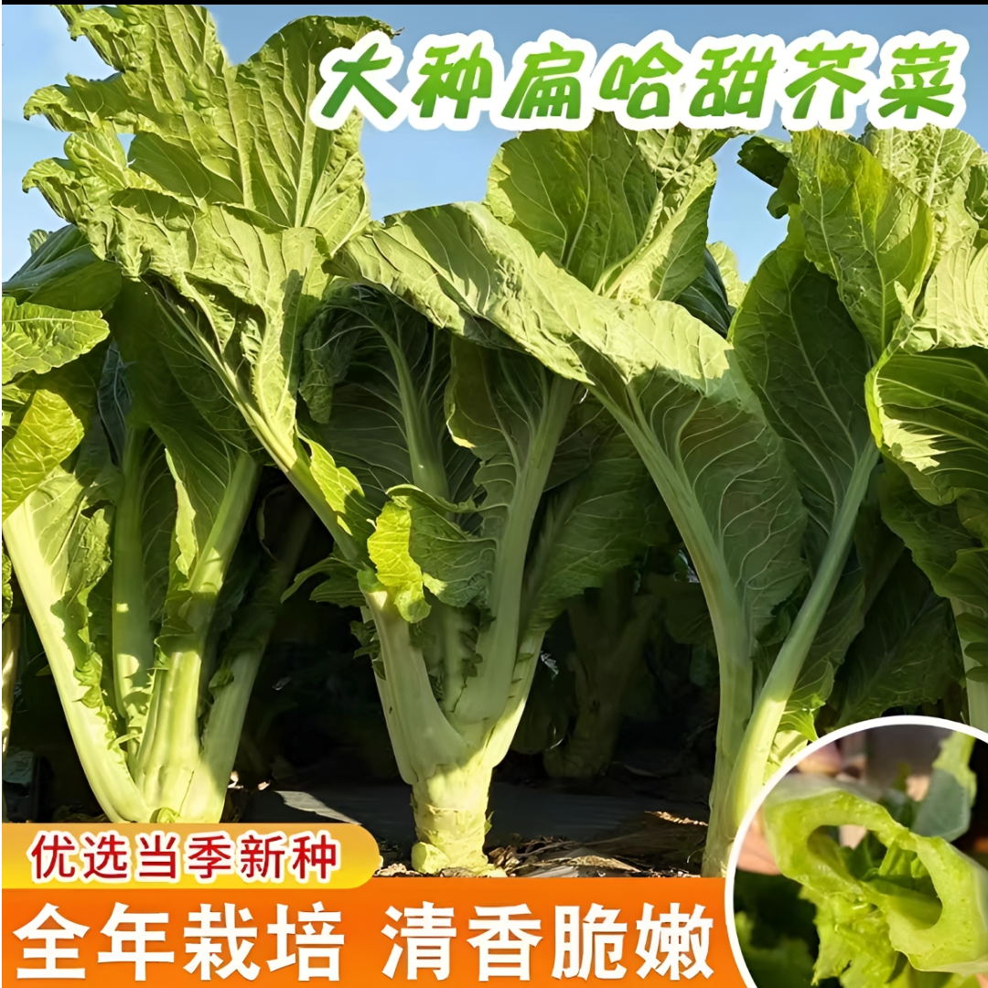 大叶甜心芥菜种子耐热耐寒四季芥菜种子阳台盆栽庭院种植蔬菜种子