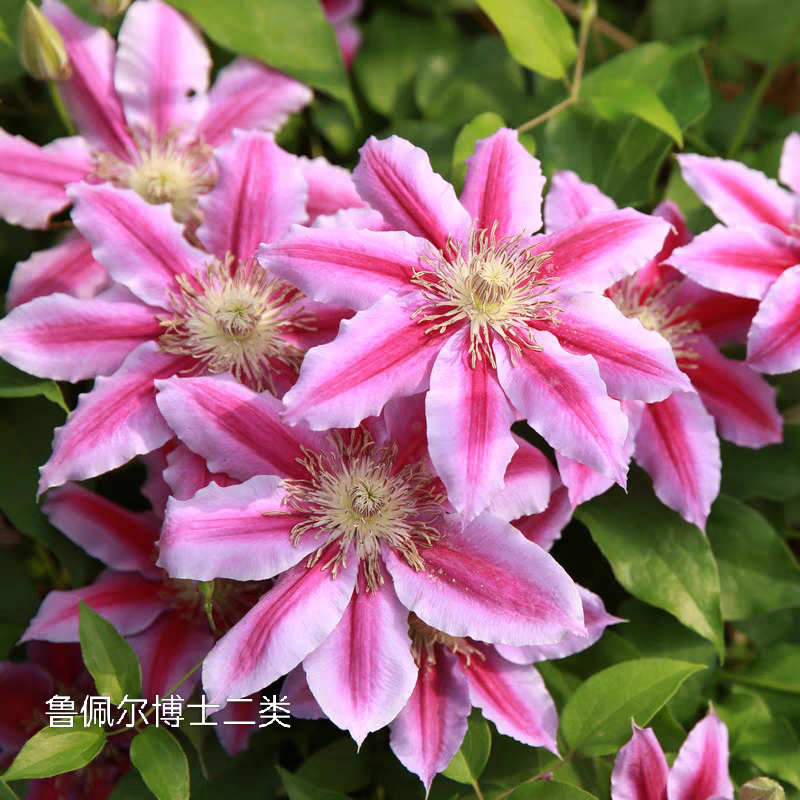 鲁佩尔博士二类铁线莲阳台庭院爬藤耐寒