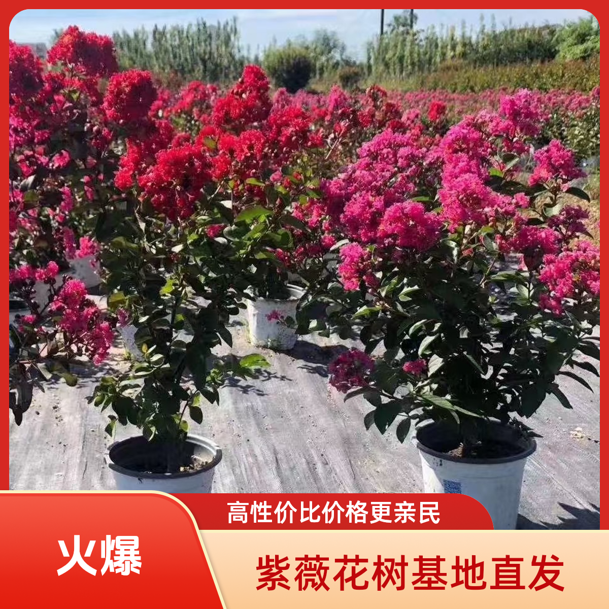 高档紫薇树苗红火箭天鹅绒红花紫薇大型庭院四季盆栽绿化盆苗杯苗