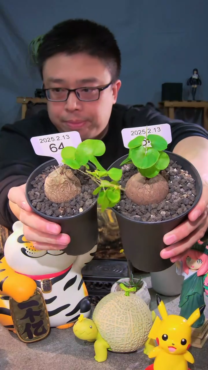 【闪购商品】南非龟甲龙2.13.64