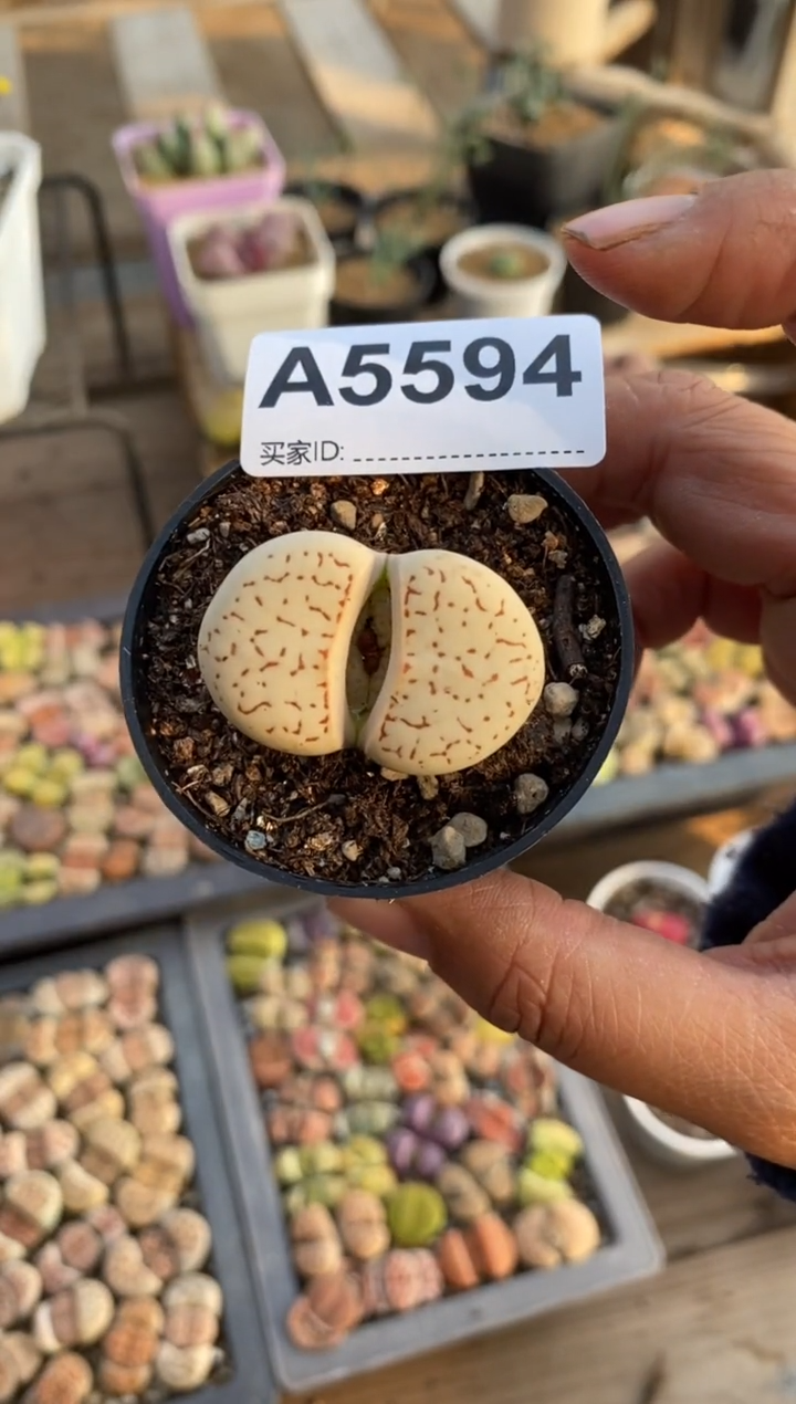 【闪购商品】5594直播一物一拍