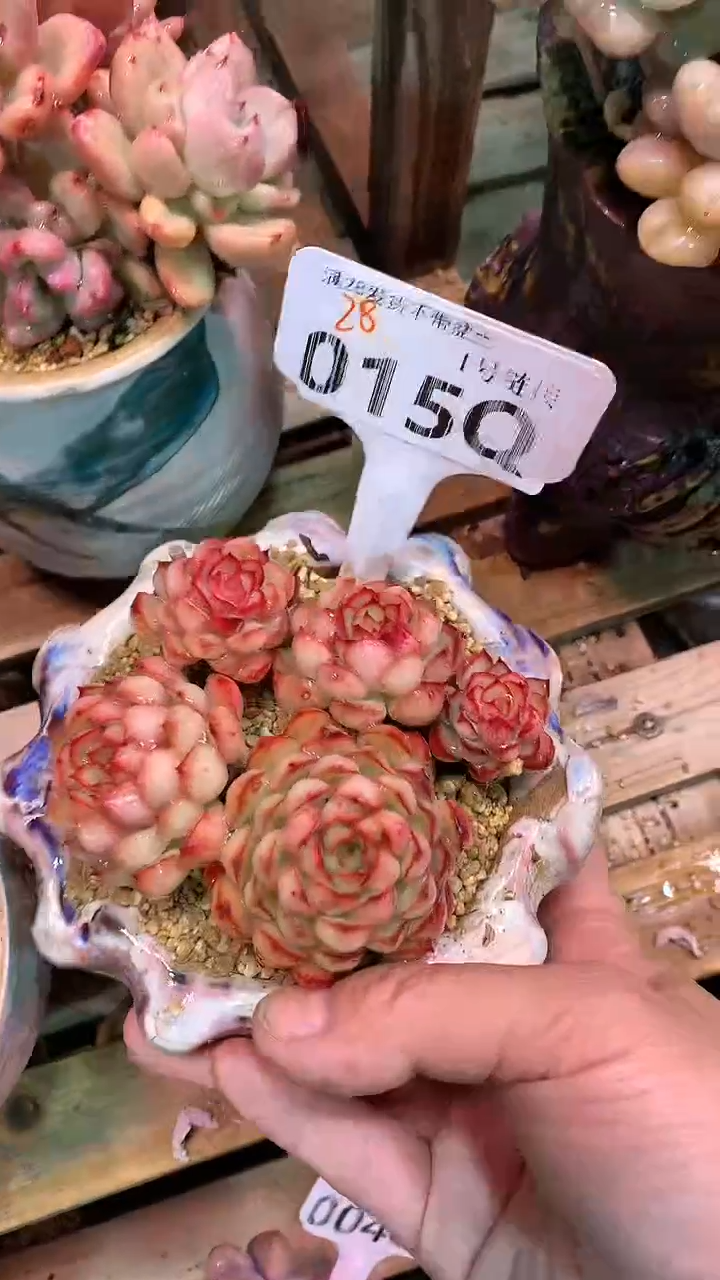 【闪购商品】015QQQ