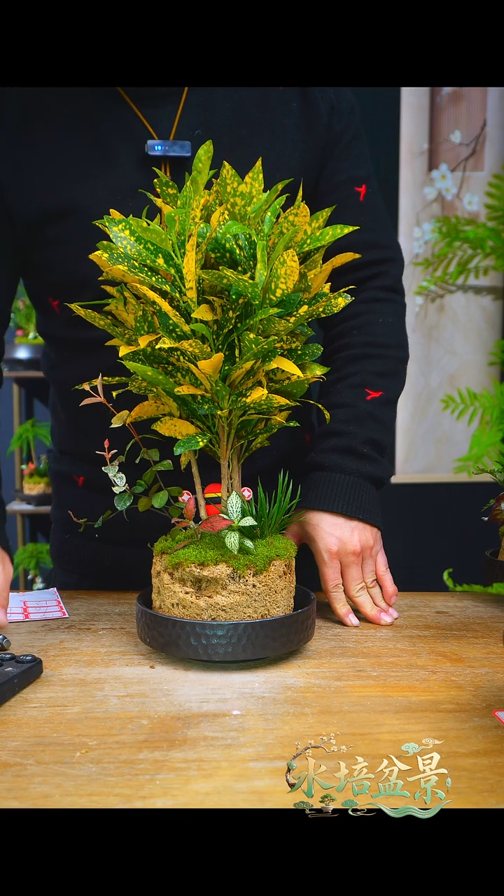 石云社一物一拍组合盆栽13