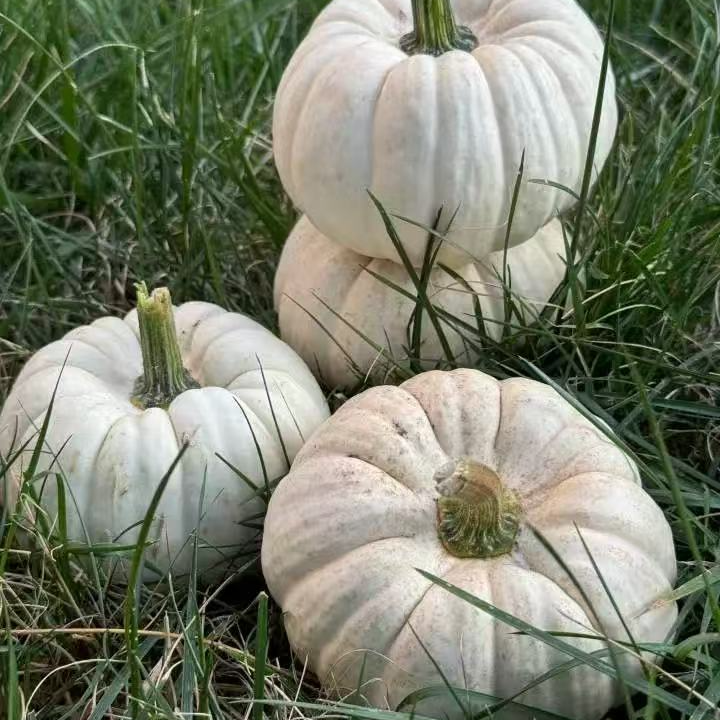 【达吾水果】楠小萌白雪贝贝南瓜6合一24枚装