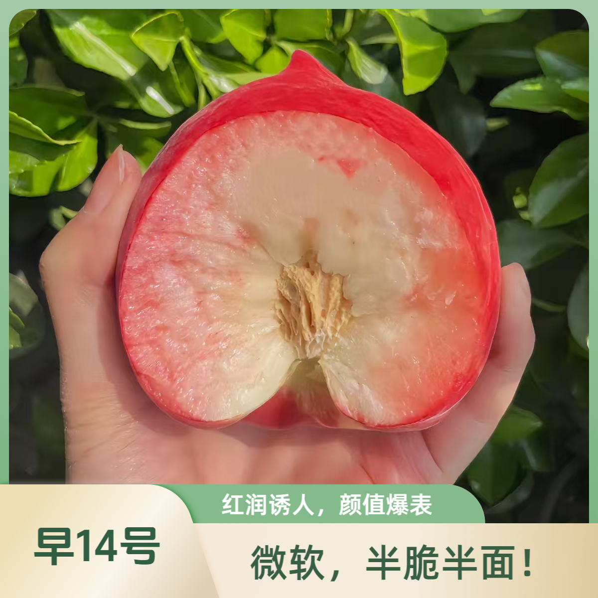 【平谷早14号毛桃】早14号桃子5斤离核微软 半脆半面 介意的勿拍！北京市