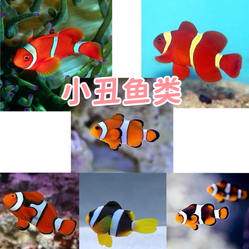 小丑鱼公子金透红双带小丑黑背心小丑海水观赏鱼海缸