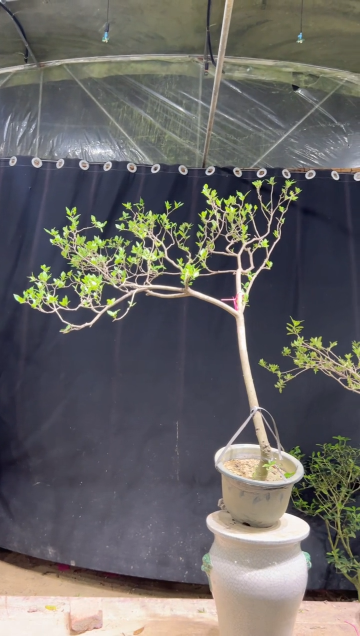 当前无花栽培后可以开花桃****酒海岛栀子花