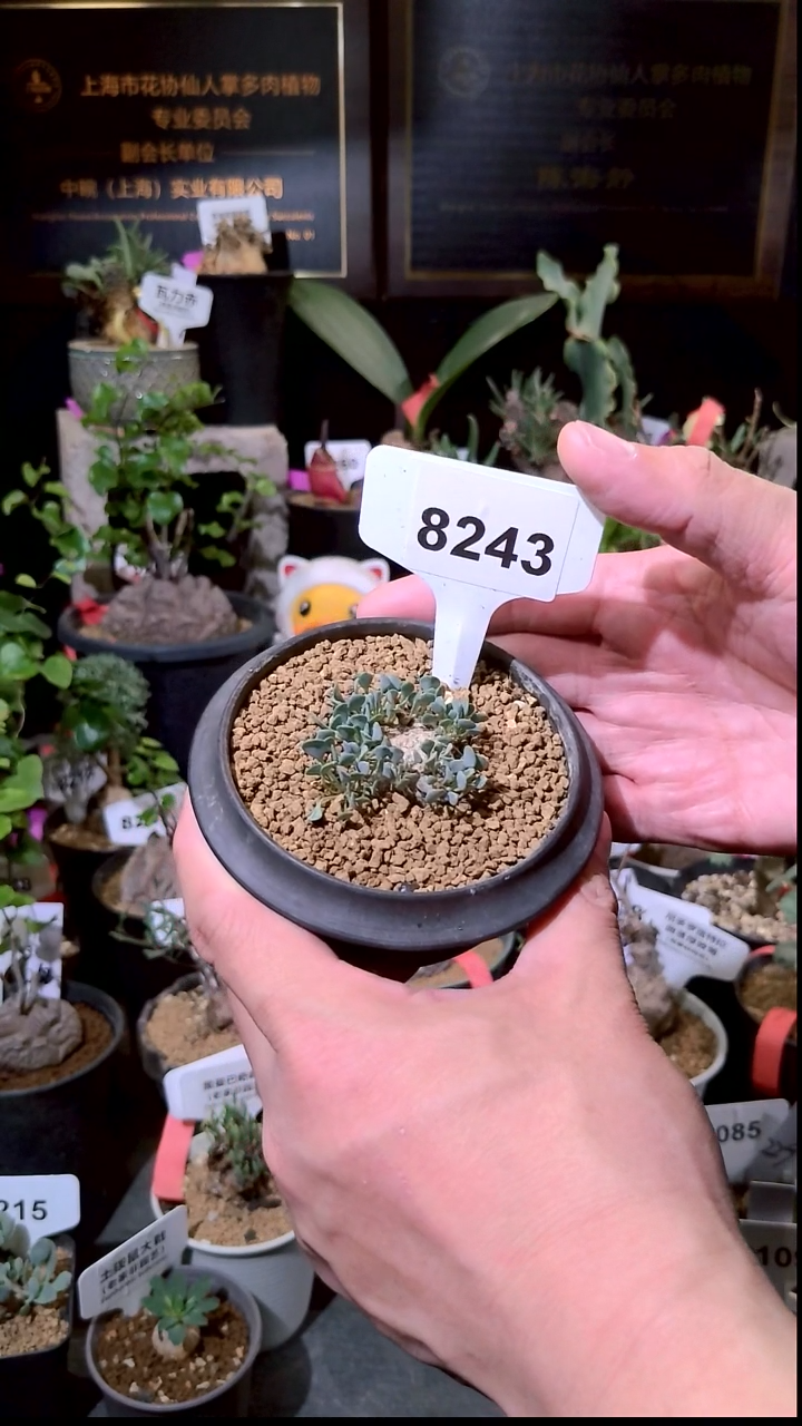 8243号1229精品植物圆叶格加