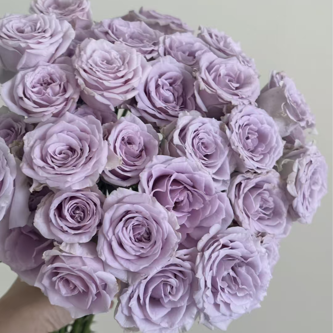 【黛紫】大花四季灌木