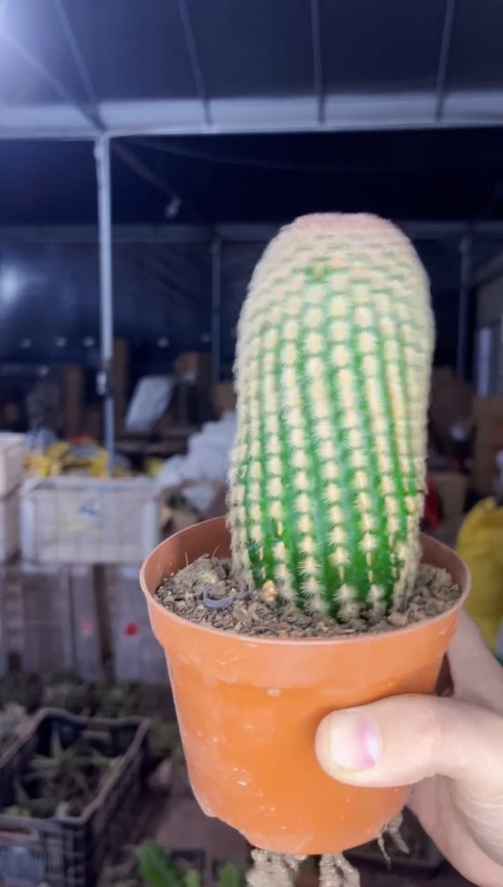 【闪购商品】大胖小子 红太阳【带根】