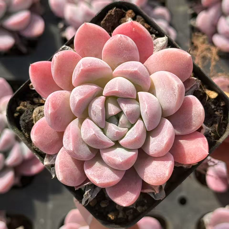 6#绵绵樱多肉植物 前男友精品多肉 SM0308