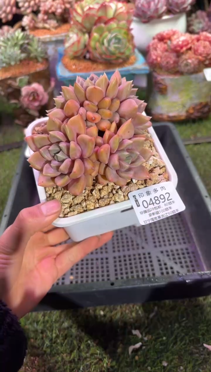 【闪购商品】04892