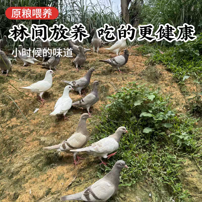 新鲜现杀乳鸽正宗农家散养乳鸽土鸽新鲜现杀鸽子肉煲汤新鲜营养