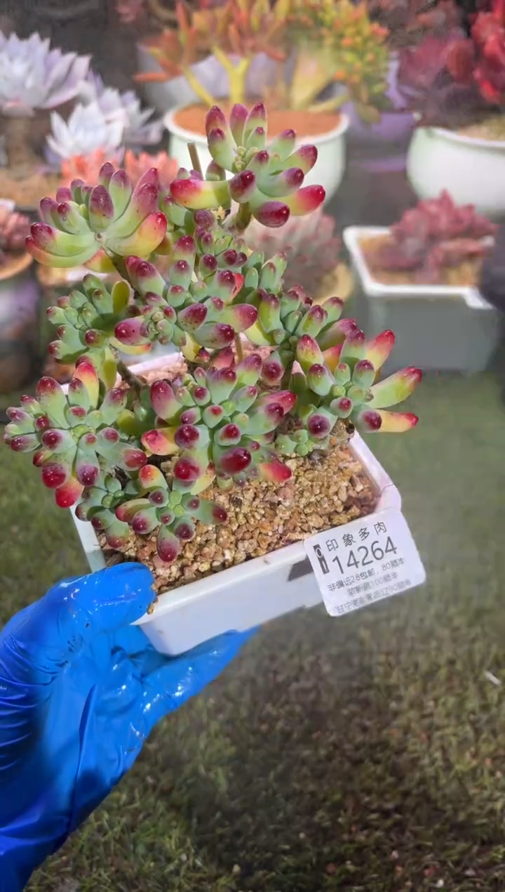 【闪购商品】14264