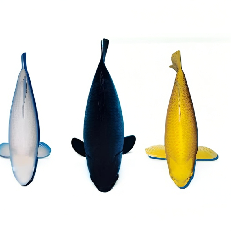 黄金白金黑金芒果介子锦鲤观赏鱼包邮开箱包损无开箱视频不包损