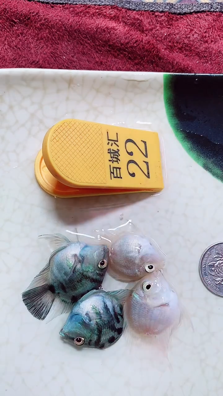 鹦鹉鱼666666666666