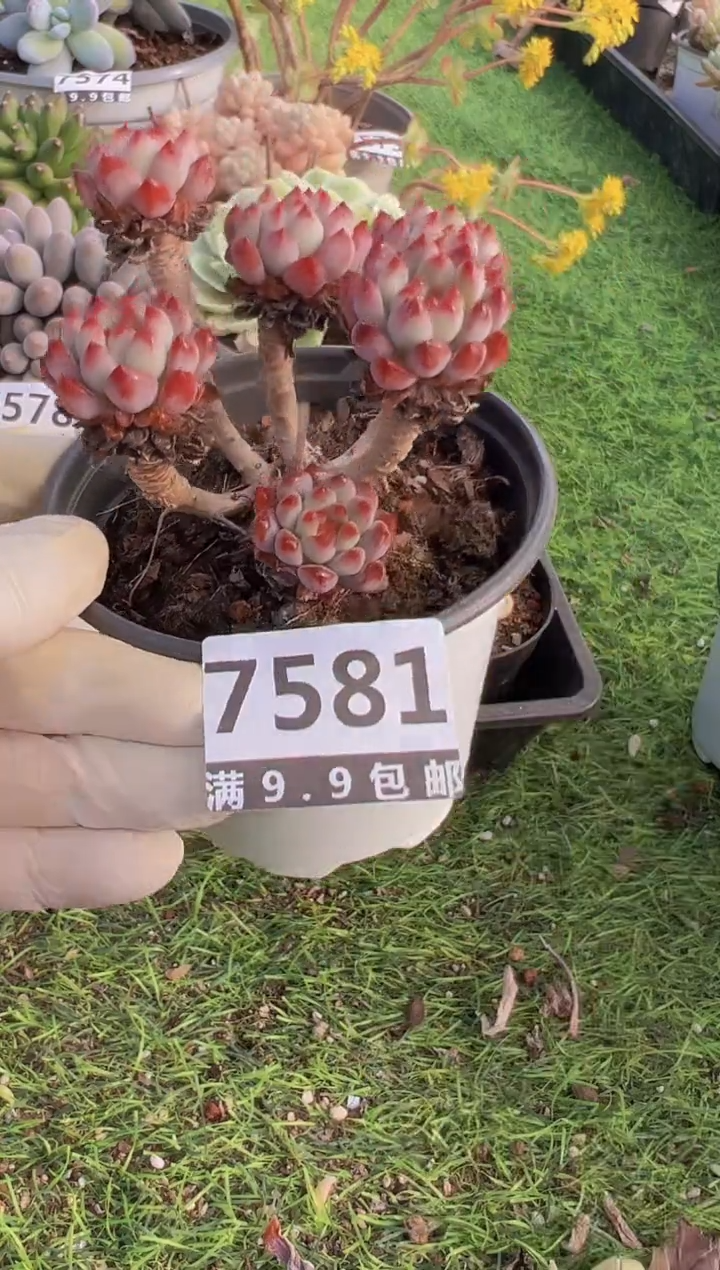 【闪购商品】信福多肉一物一拍