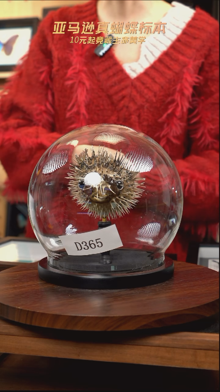 蝴蝶标本摆件竞拍d365