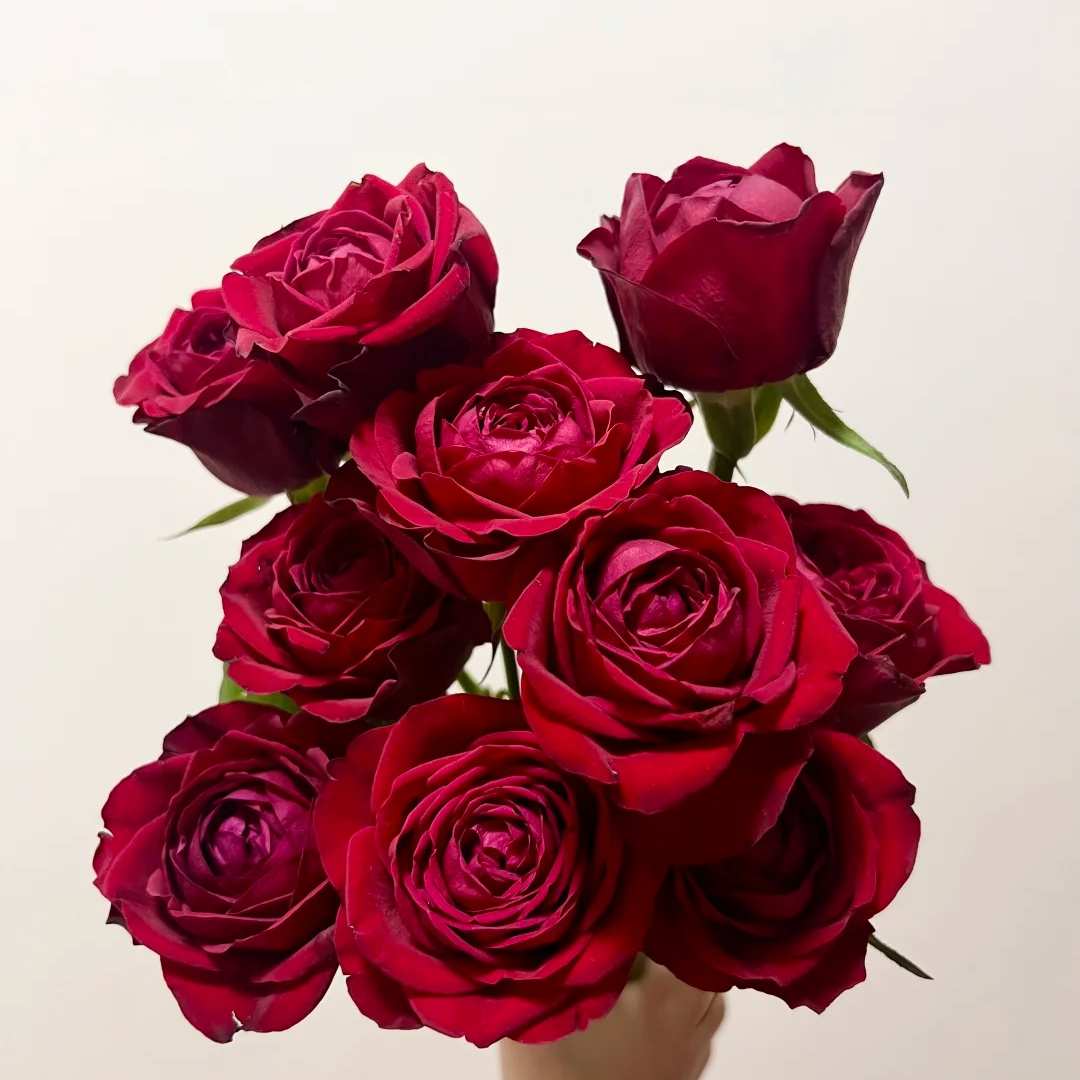 【宝莲灯】单头玫瑰 鲜花任意满两单及以上包邮发货