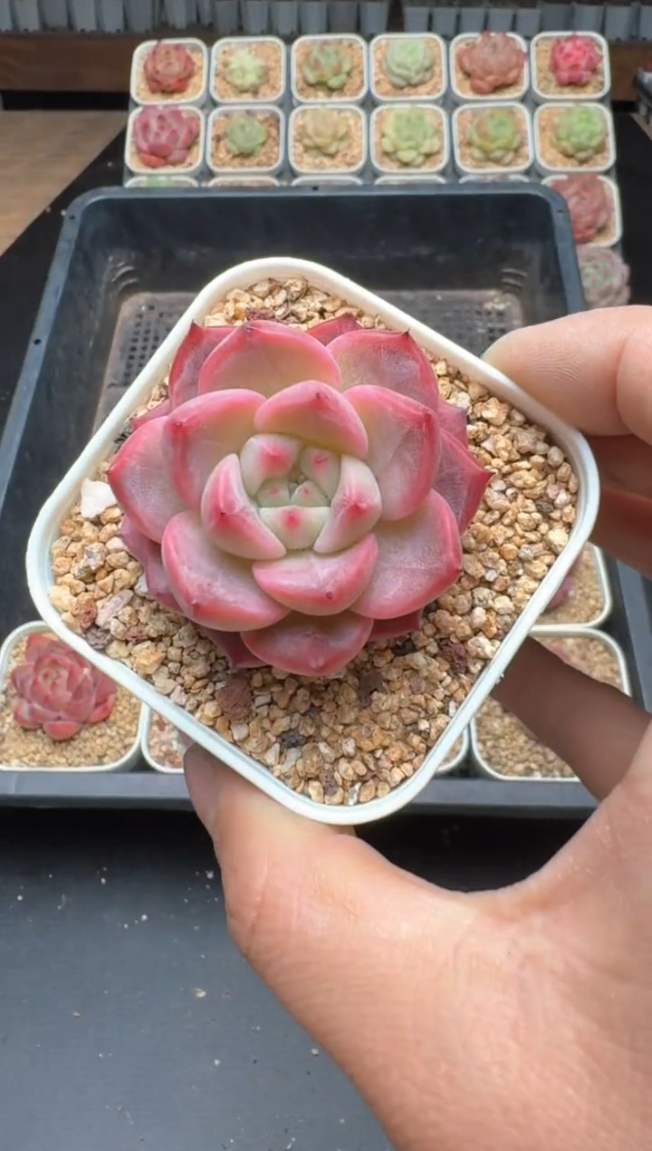 【闪购商品】958B物拍多肉带盆土6.5杯拍3颗包柚