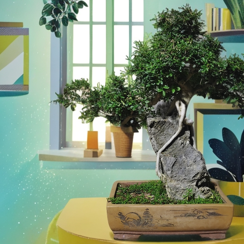 【直播间一物一拍】罗汉松黄杨白蜡雀梅等精品盆景基地直播