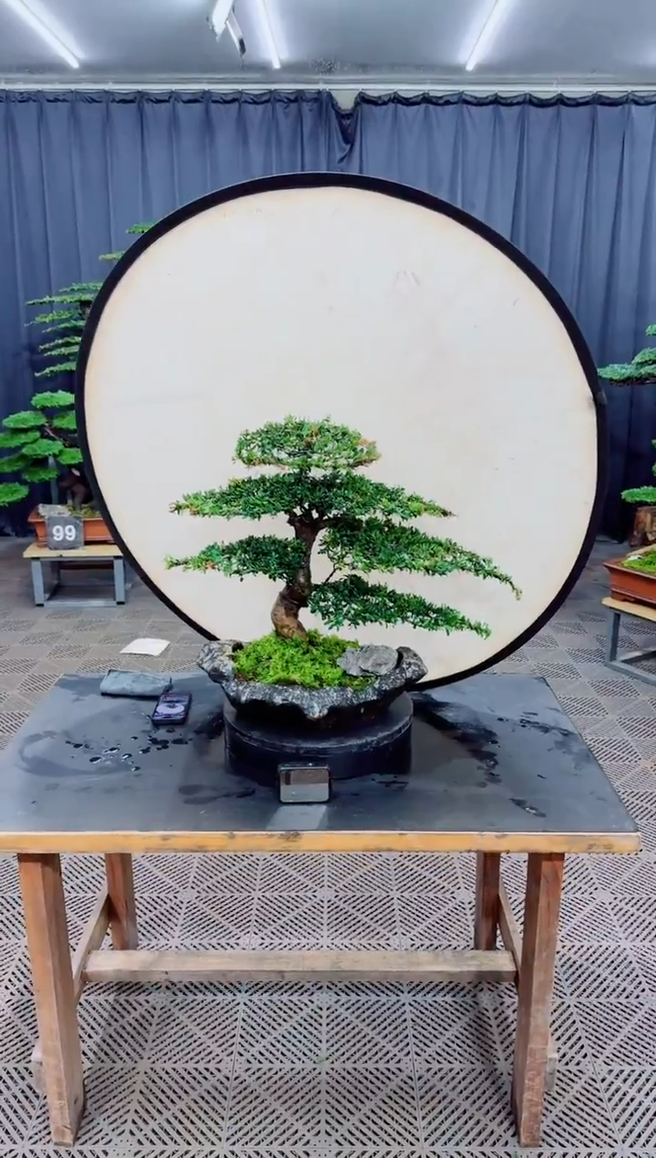 无花朵盆景......